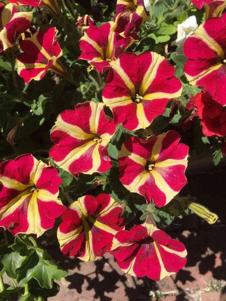 Impatiens bicolores rouge et jaune dans une jardinière