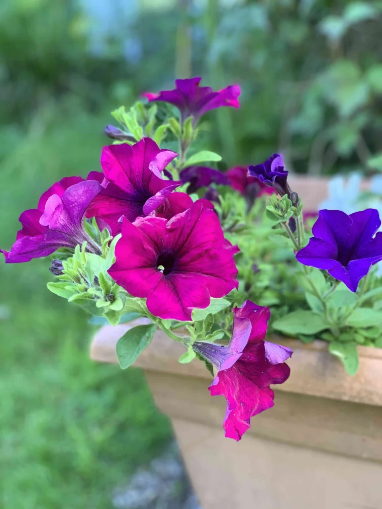 Pétunias fuchsia et mauve en gros plan dans une jardinière