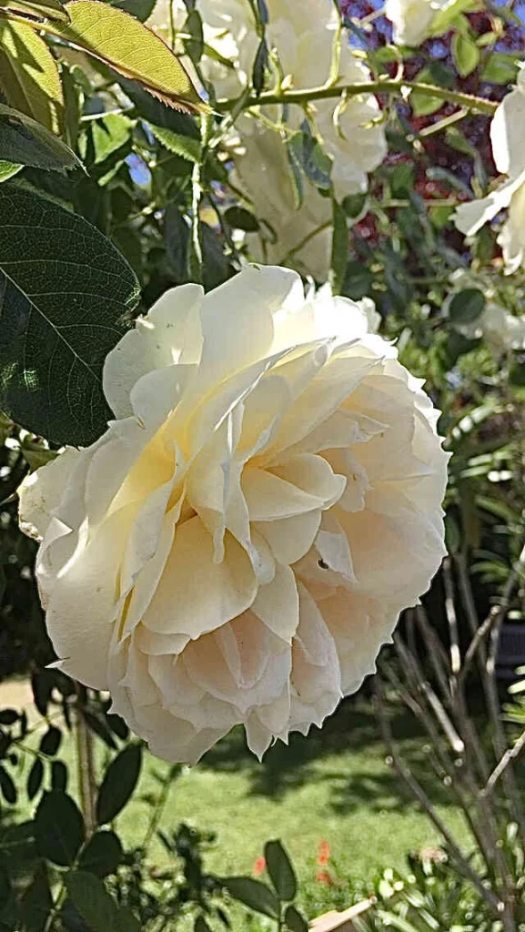 Rose blanche de Picardie en fleur dans le jardin