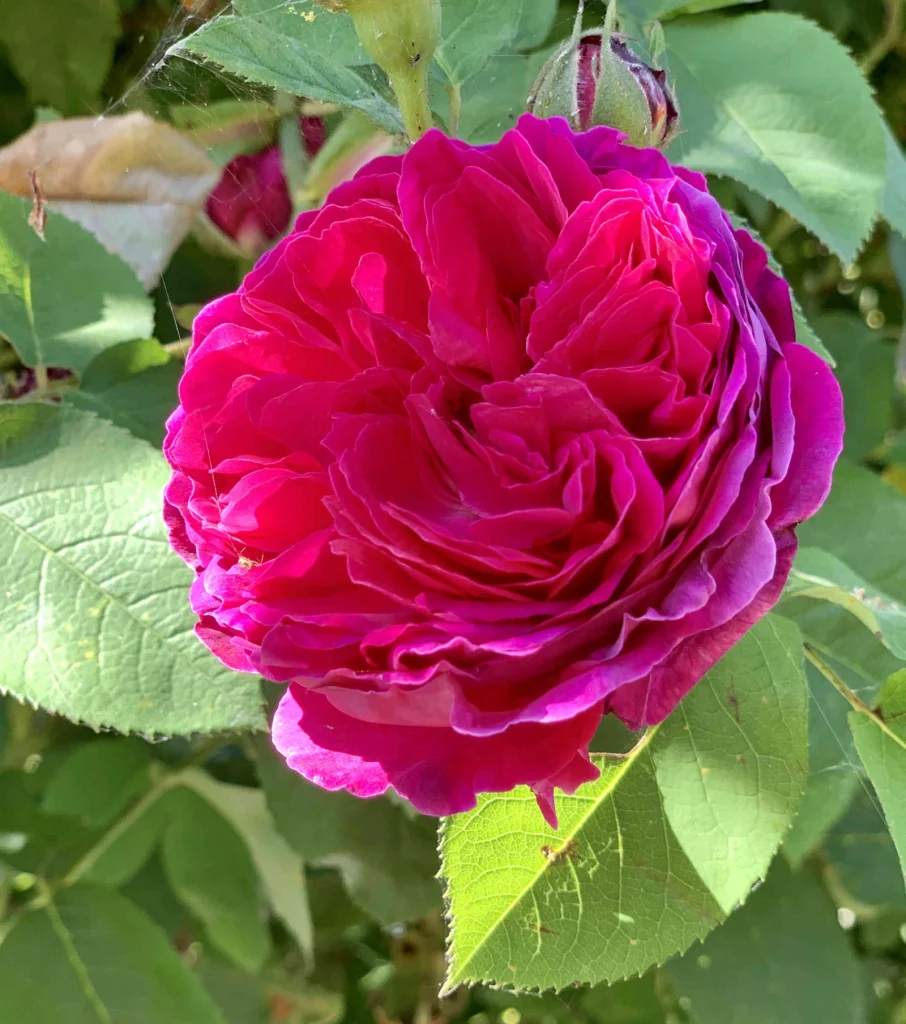Rose fuchsia épanouie dans le jardin