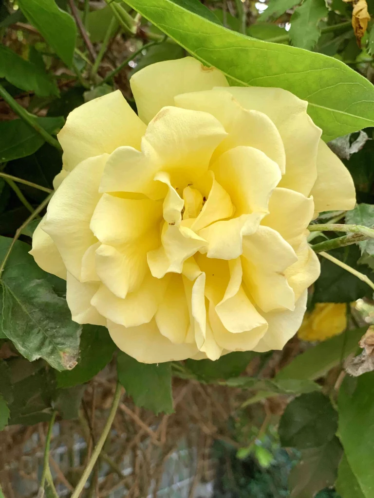 Rose jaune en gros plan dans le jardin