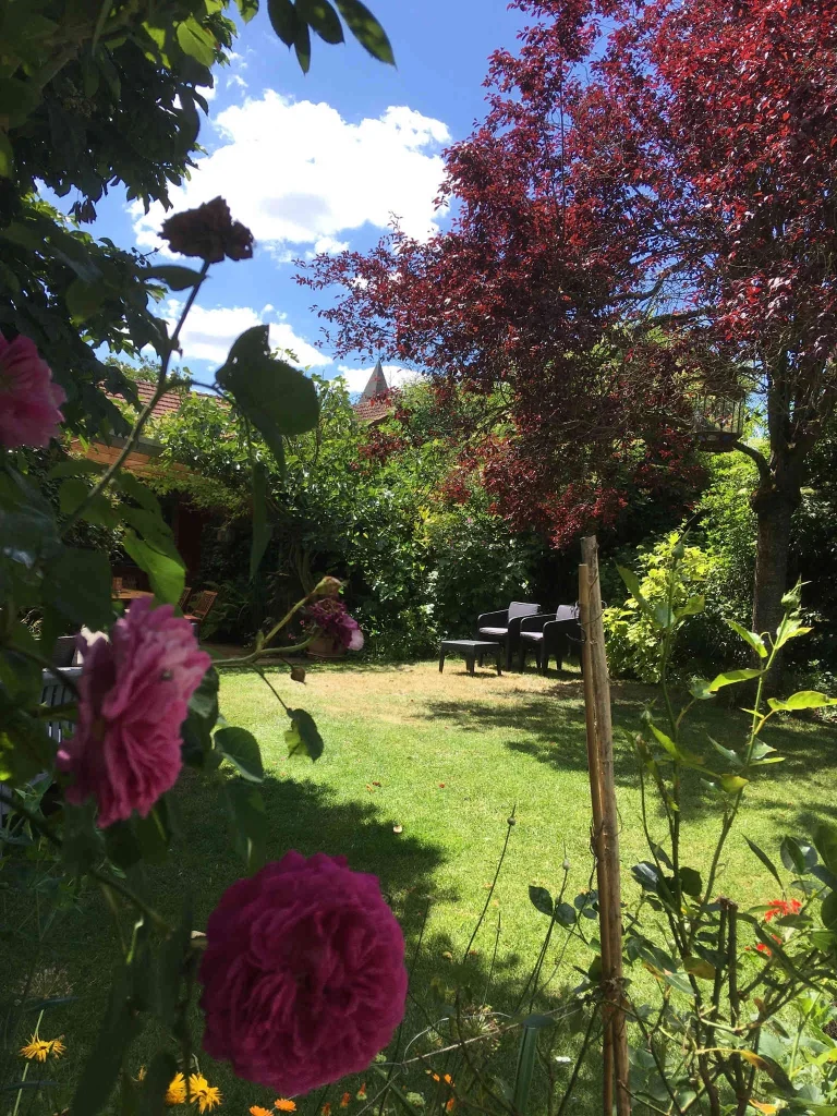 Le clocher de l'église aperçu depuis le jardin, entre les rosiers